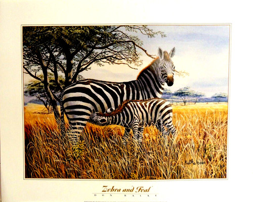Zebra and foal picture - zebra,