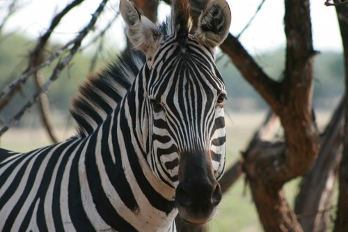Zebra 8x10 high - 8x10, quality