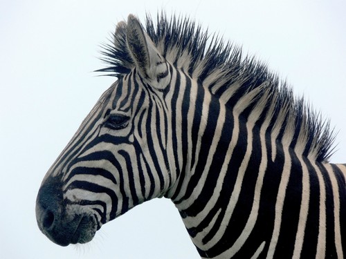 Zebra close 8x10 high - close,